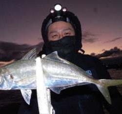 シーマジカル 釣果