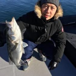 シーマジカル 釣果