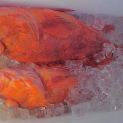 遊漁船 新鋭丸 釣果