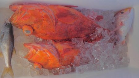 遊漁船 新鋭丸 釣果