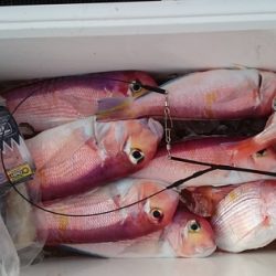 大進丸（新潟） 釣果