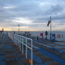 オリジナルメーカー海づり公園(市原市海づり施設) 釣果