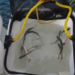 オリジナルメーカー海づり公園(市原市海づり施設) 釣果