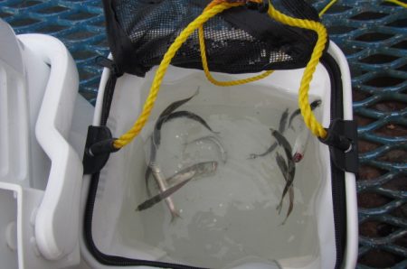 オリジナルメーカー海づり公園(市原市海づり施設) 釣果