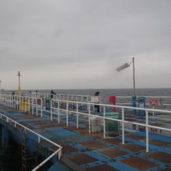 オリジナルメーカー海づり公園(市原市海づり施設) 釣果