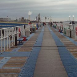 オリジナルメーカー海づり公園(市原市海づり施設) 釣果