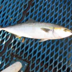 オリジナルメーカー海づり公園(市原市海づり施設) 釣果