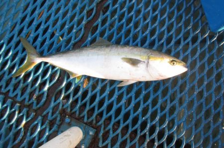 オリジナルメーカー海づり公園(市原市海づり…