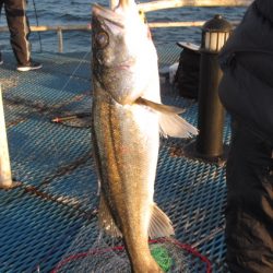 オリジナルメーカー海づり公園(市原市海づり施設) 釣果