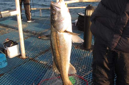オリジナルメーカー海づり公園(市原市海づり施設) 釣果