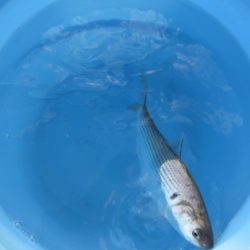 オリジナルメーカー海づり公園(市原市海づり施設) 釣果