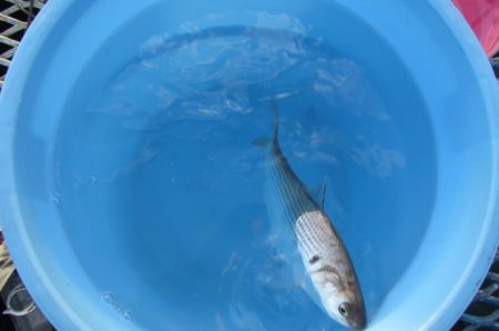 オリジナルメーカー海づり公園(市原市海づり施設) 釣果