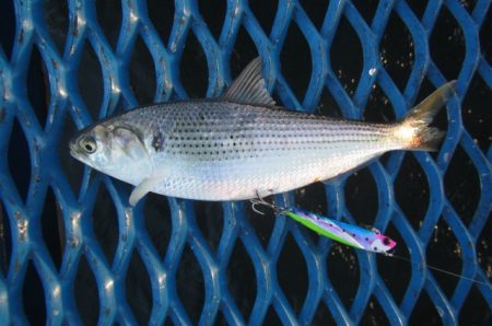 オリジナルメーカー海づり公園(市原市海づり施設) 釣果