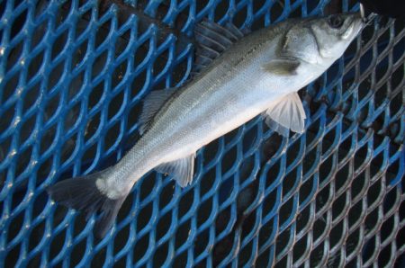 オリジナルメーカー海づり公園(市原市海づり施設) 釣果