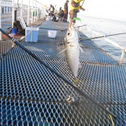 オリジナルメーカー海づり公園(市原市海づり施設) 釣果