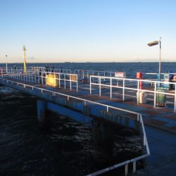 オリジナルメーカー海づり公園(市原市海づり施設) 釣果