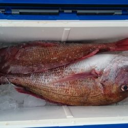 大進丸(新潟) 釣果