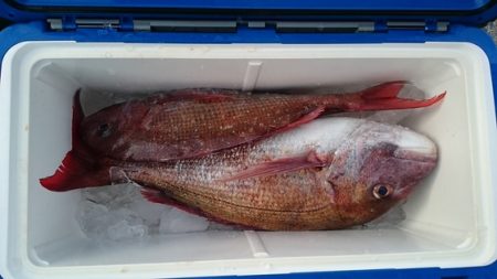 大進丸(新潟) 釣果