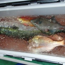 第二むつ漁丸 釣果