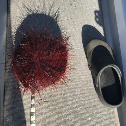 へいみつ丸 釣果