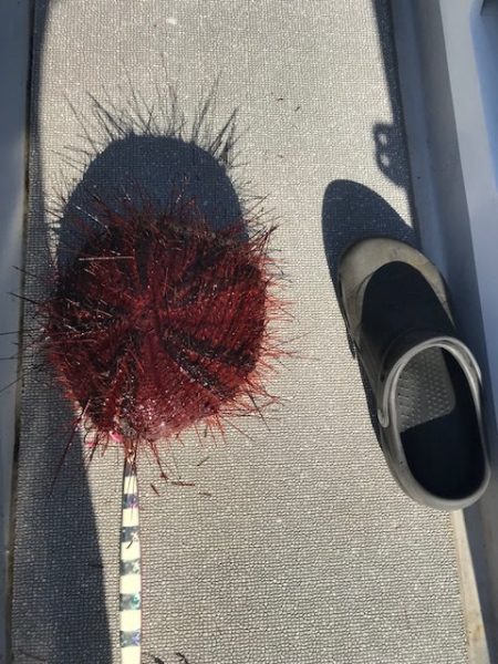 へいみつ丸 釣果