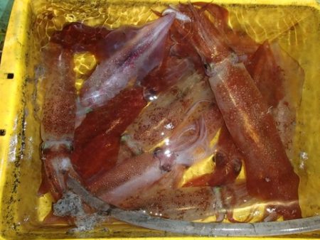 第二むつ漁丸 釣果