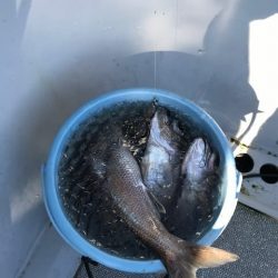 へいみつ丸 釣果