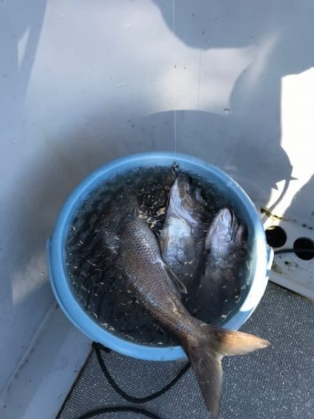 へいみつ丸 釣果