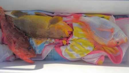 遊漁船 新鋭丸 釣果