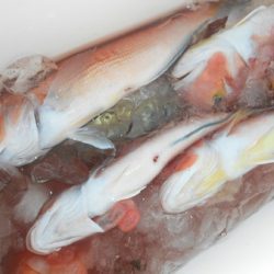 こうゆう丸 釣果