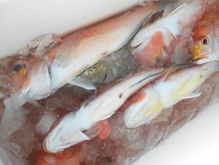 こうゆう丸 釣果