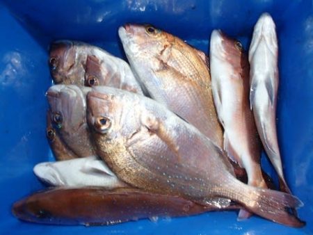 第二むつ漁丸 釣果