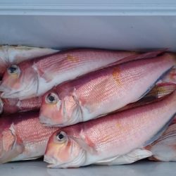 大進丸（新潟） 釣果