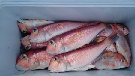 大進丸（新潟） 釣果