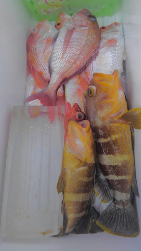 遊漁船 新鋭丸 釣果