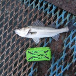 オリジナルメーカー海づり公園(市原市海づり施設) 釣果