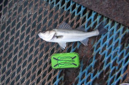 オリジナルメーカー海づり公園(市原市海づり…