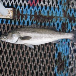 オリジナルメーカー海づり公園(市原市海づり施設) 釣果