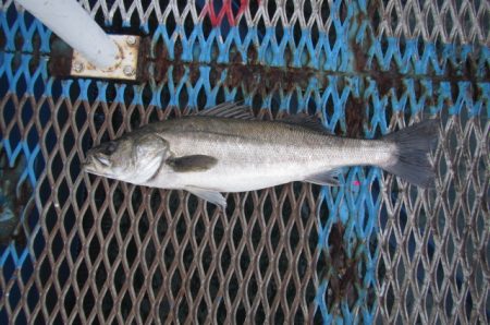 オリジナルメーカー海づり公園(市原市海づり施設) 釣果