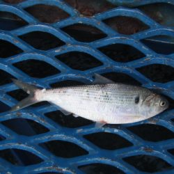 オリジナルメーカー海づり公園(市原市海づり施設) 釣果