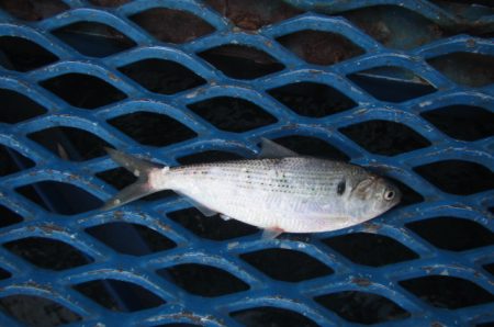 オリジナルメーカー海づり公園(市原市海づり施設) 釣果