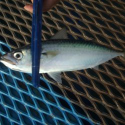 オリジナルメーカー海づり公園(市原市海づり施設) 釣果