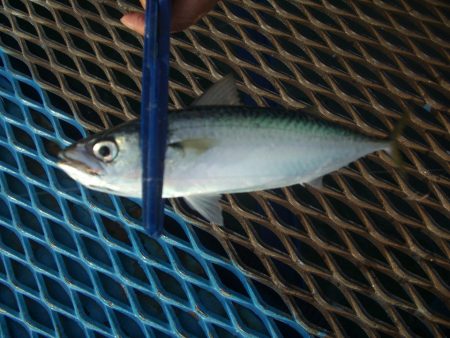 オリジナルメーカー海づり公園(市原市海づり施設) 釣果