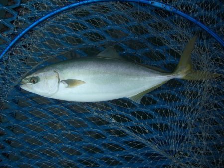 オリジナルメーカー海づり公園(市原市海づり施設) 釣果