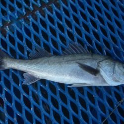 オリジナルメーカー海づり公園(市原市海づり施設) 釣果
