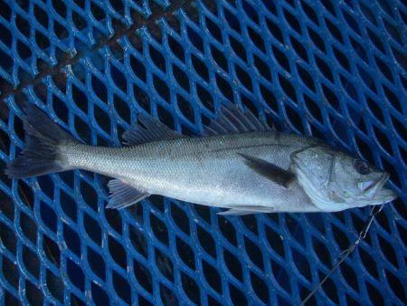 オリジナルメーカー海づり公園(市原市海づり…