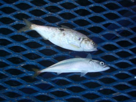 オリジナルメーカー海づり公園(市原市海づり施設) 釣果