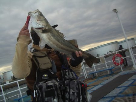 オリジナルメーカー海づり公園(市原市海づり施設) 釣果