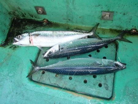 第二むつ漁丸 釣果