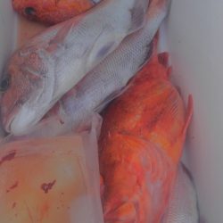 遊漁船 新鋭丸 釣果